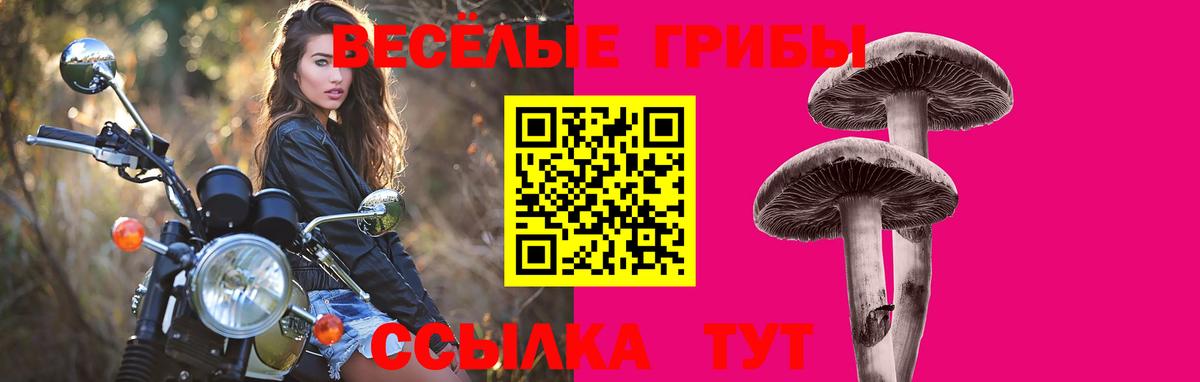 Галлюциногенные грибы Psilocybine cubensis Вышний Волочёк
